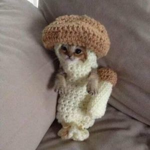 Meet your Posher, Kelli